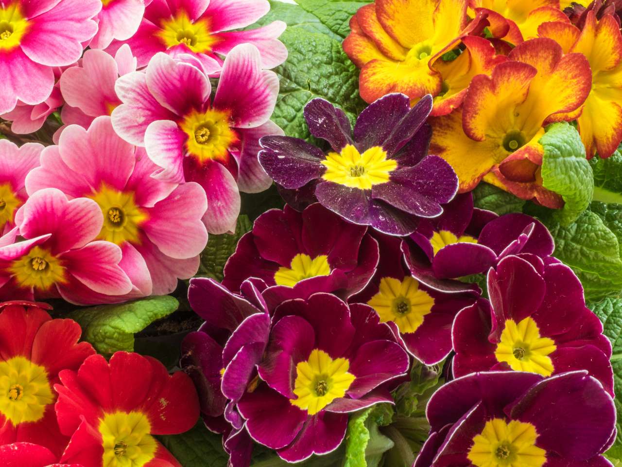 Piękne kwiaty pierwiosnku puzzle online