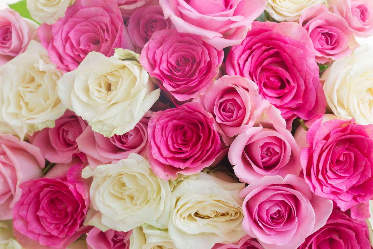 Różowe i białe róże puzzle ze zdjęcia