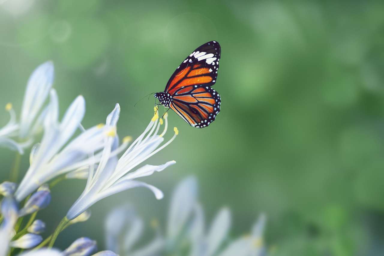 Monarch Butterfly. puzzle online ze zdjęcia