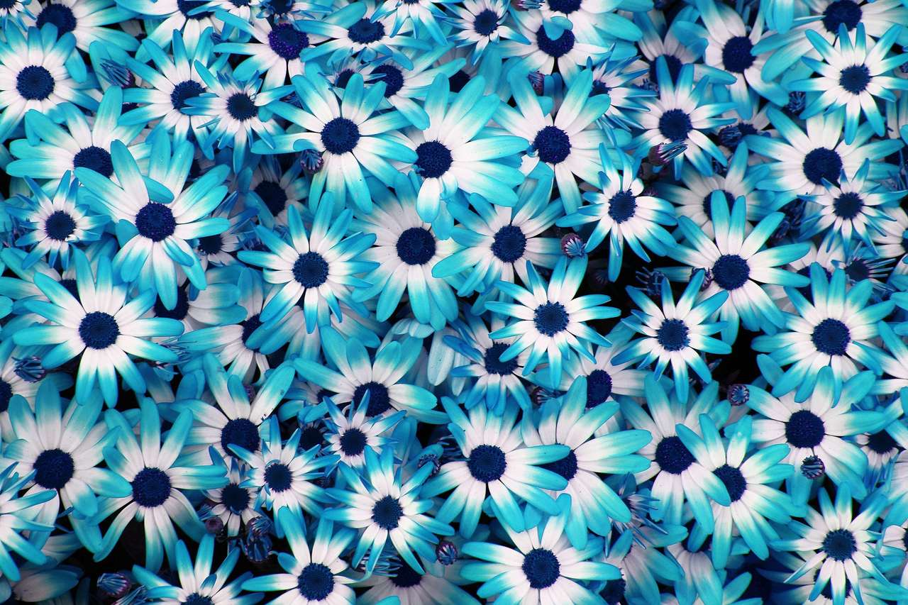Piękne niebieskie kwiaty puzzle online ze zdjęcia
