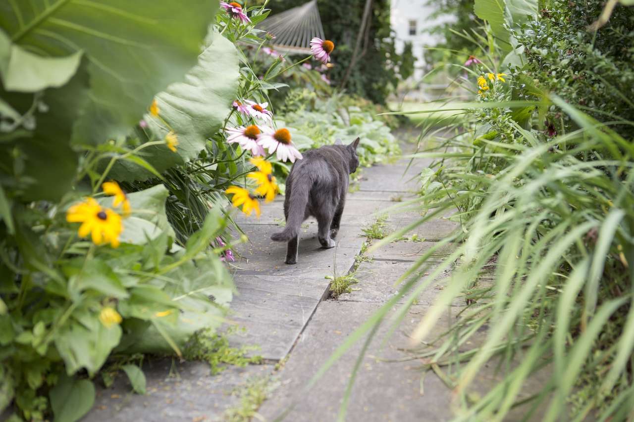 Kot w ogrodzie. puzzle online ze zdjęcia