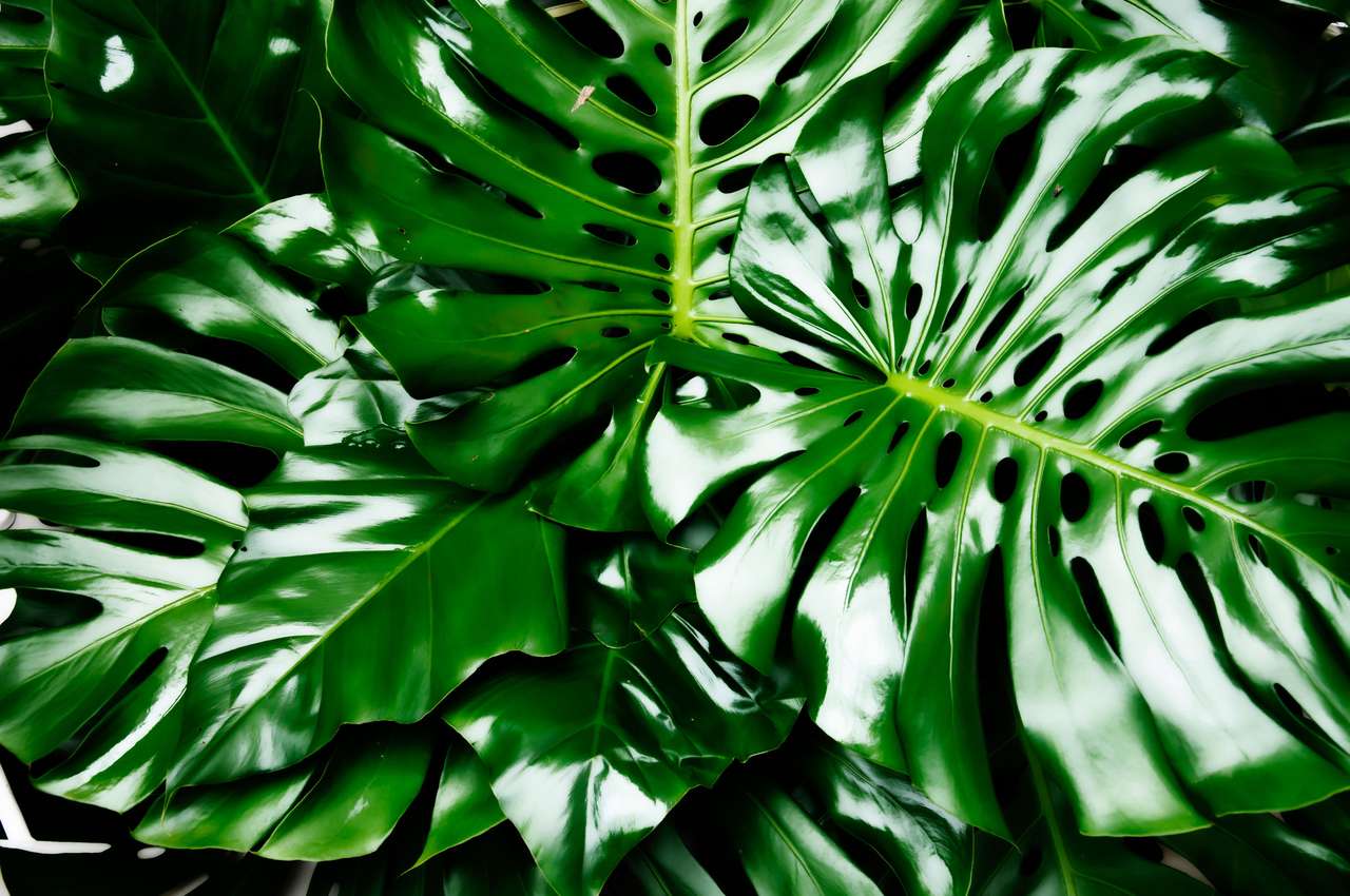 Philodendron Monstera Obliqua. puzzle ze zdjęcia
