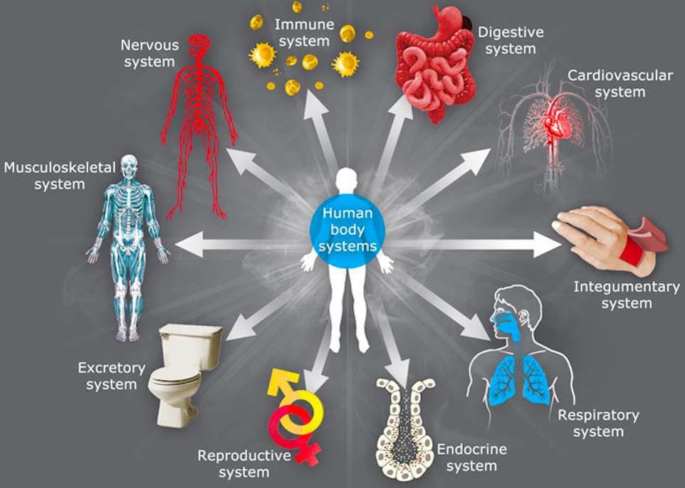 Systemy ciała ludzkiego puzzle online ze zdjęcia