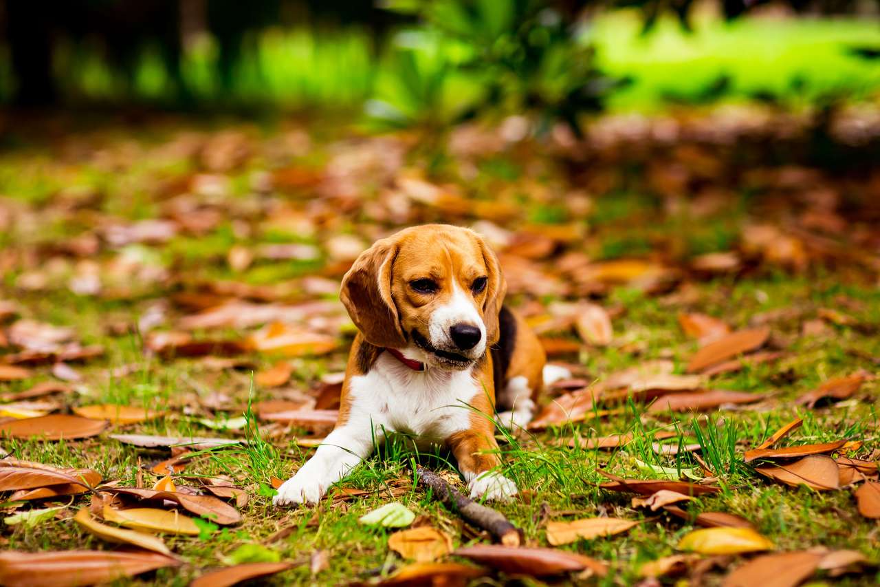 Słodki Beagle Puppy Odtwarzanie puzzle online