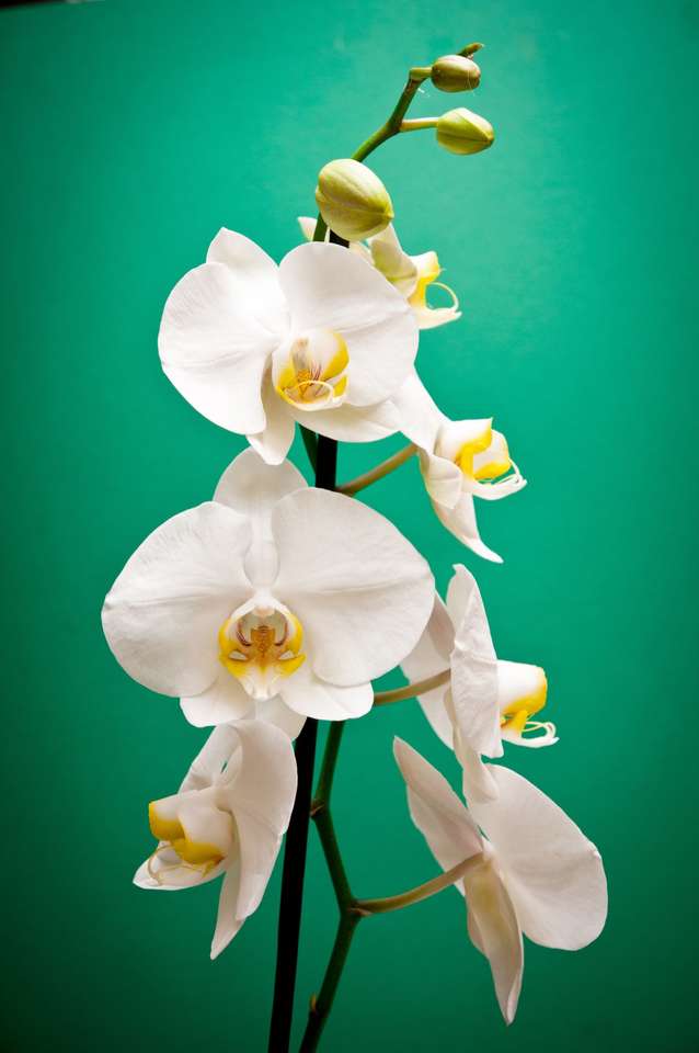 Biała orchidea. puzzle online ze zdjęcia
