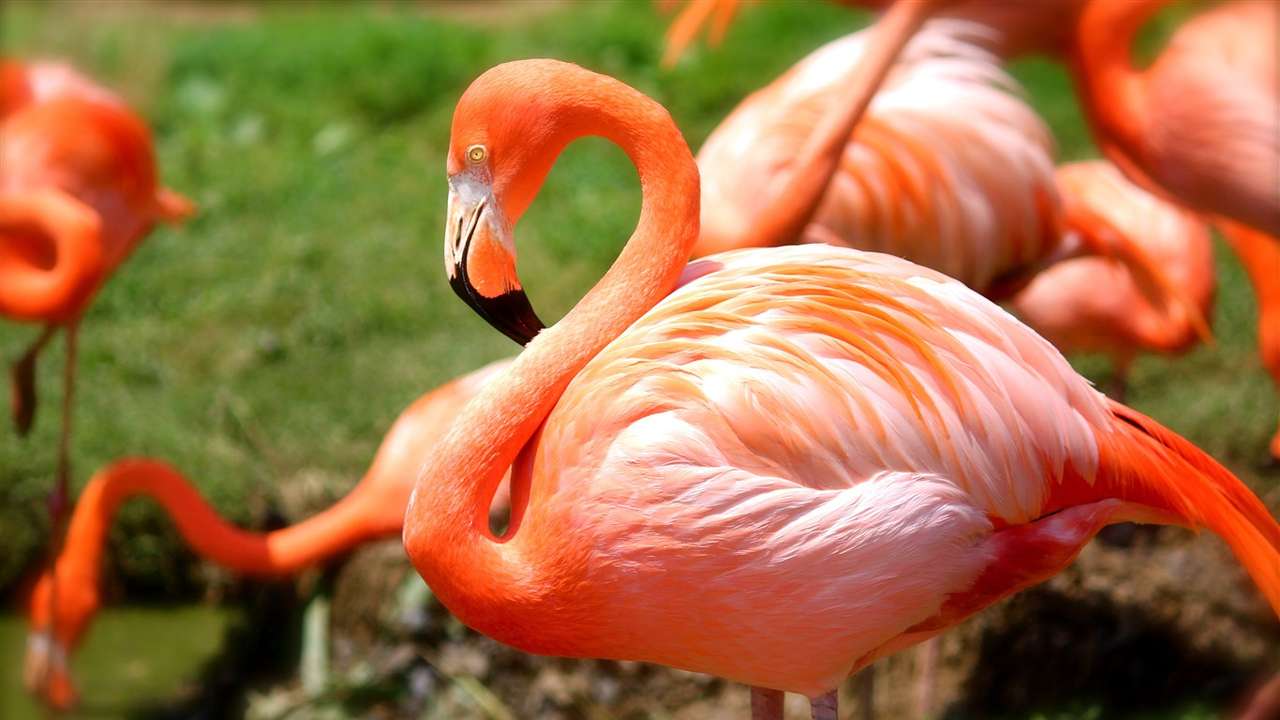 Plan czytania Flamingo Caribbean puzzle online