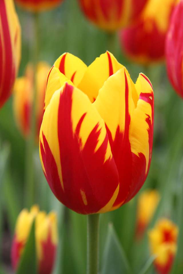 Tulipan kwiat puzzle online ze zdjęcia