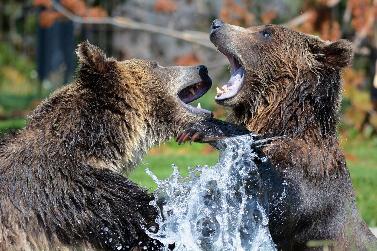 niedźwiedzie z podlasia puzzle online ze zdjęcia