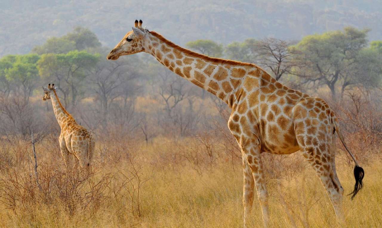 żyrafy i drzewa puzzle online ze zdjęcia