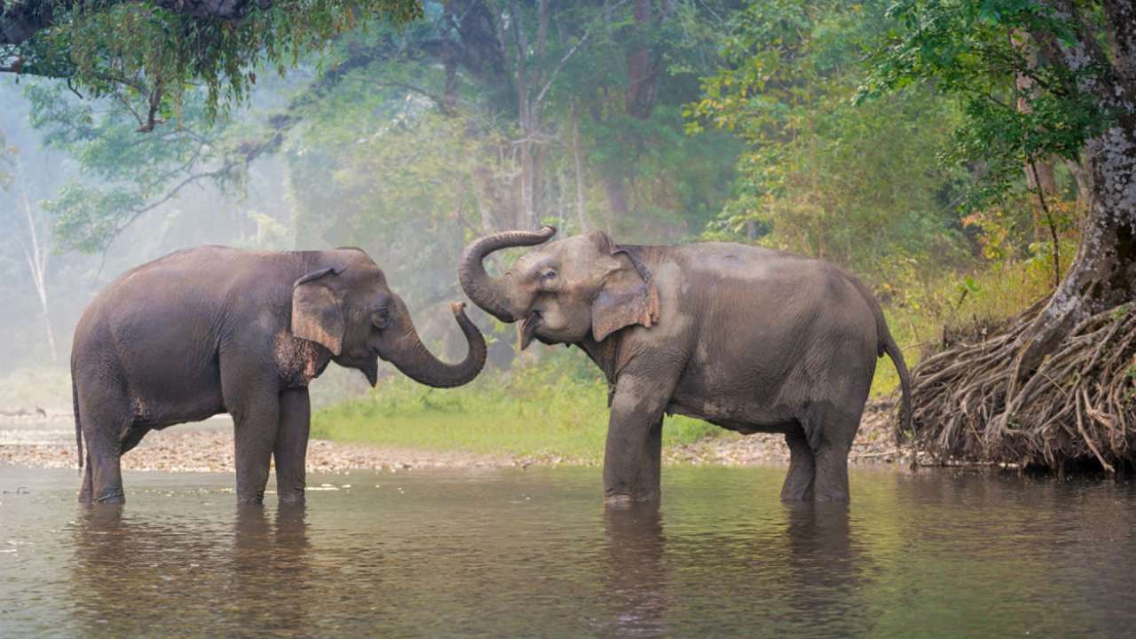 Słonie nad jeziorem puzzle online