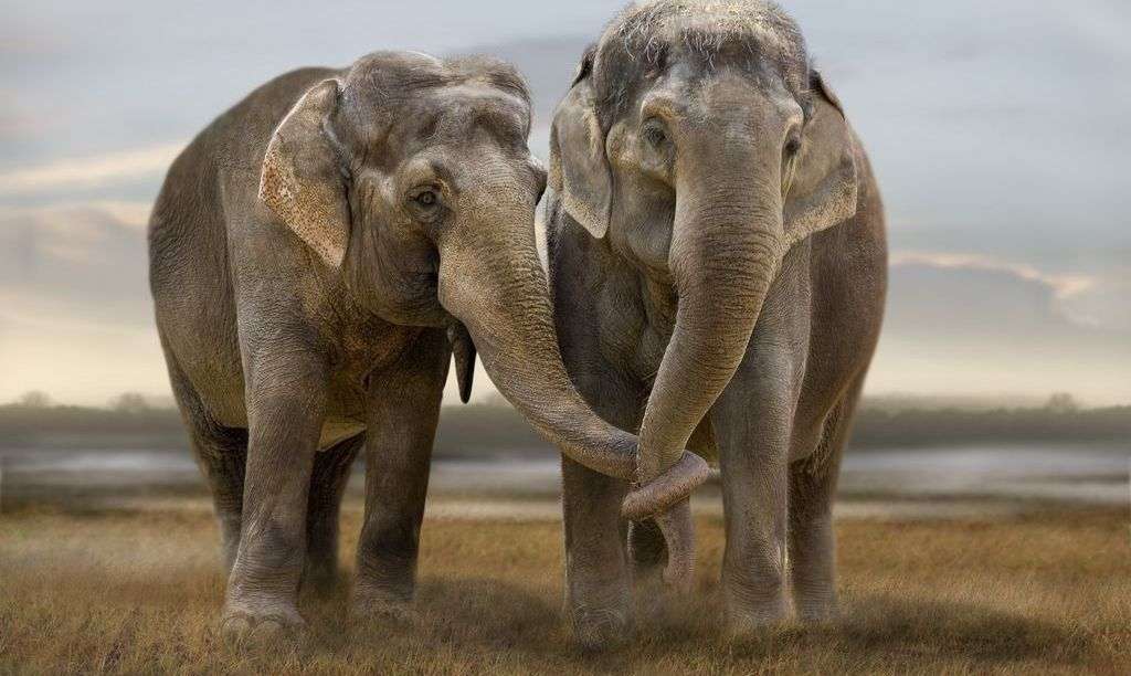 Dwa słonie na pustyni puzzle online