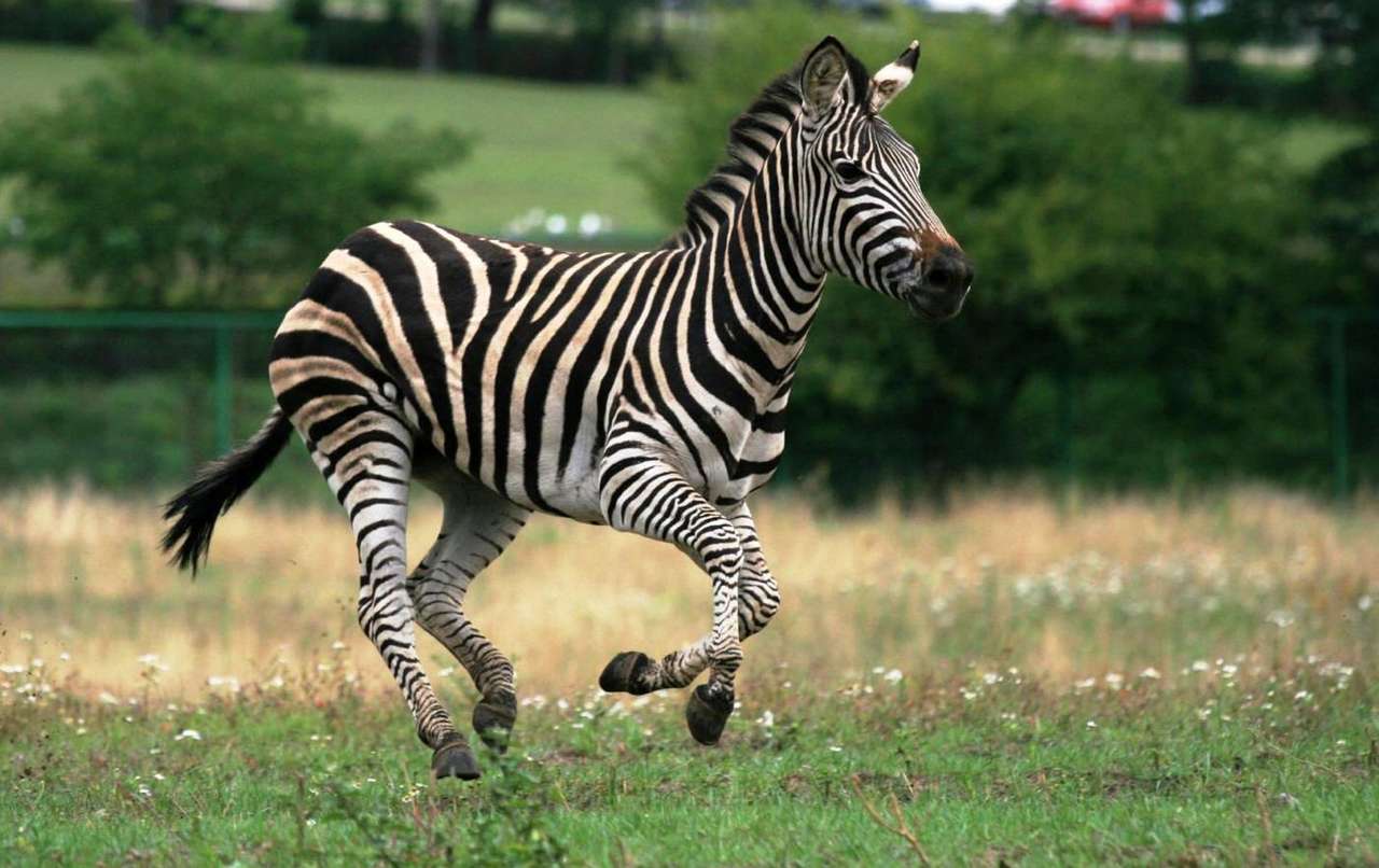 biegająca zebra puzzle online ze zdjęcia