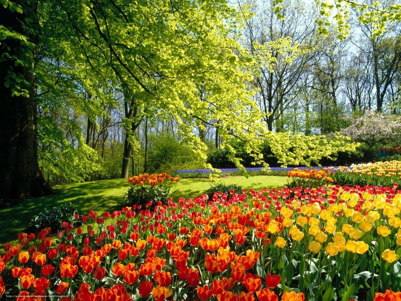 Holenderskie tulipany puzzle ze zdjęcia