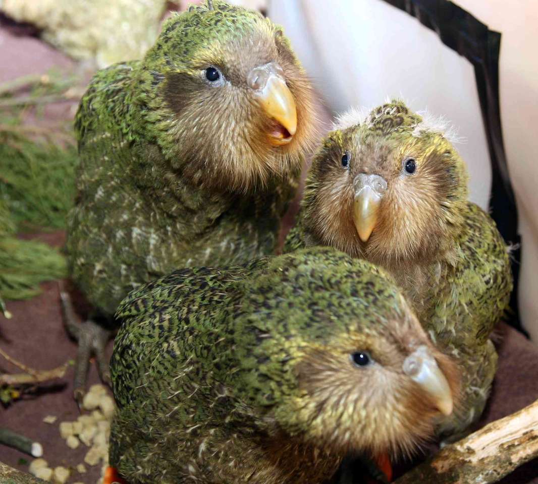 Kakapo that is king puzzle ze zdjęcia