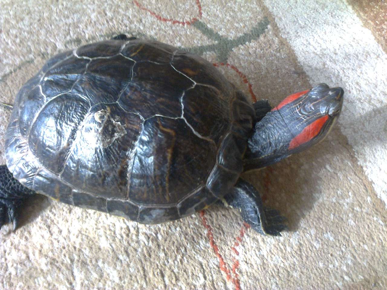 Żółw czerwonolicy puzzle online ze zdjęcia