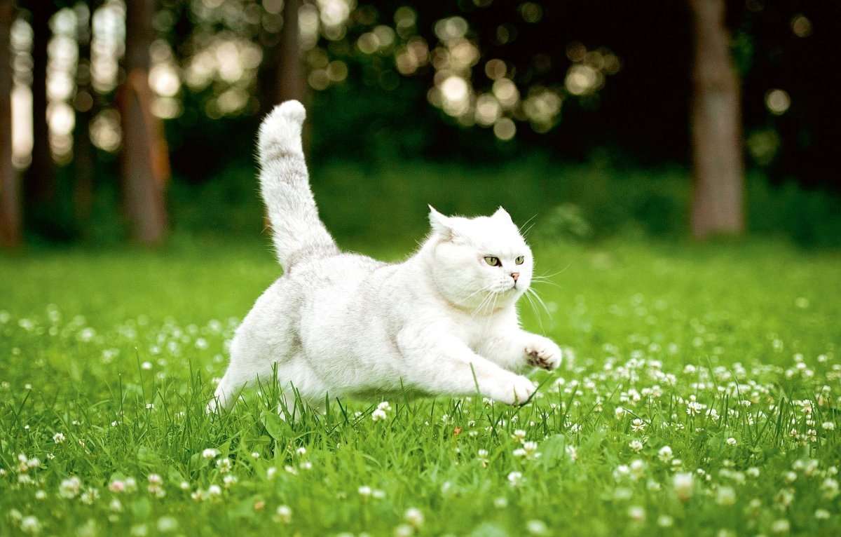 Biały Kot puzzle online ze zdjęcia