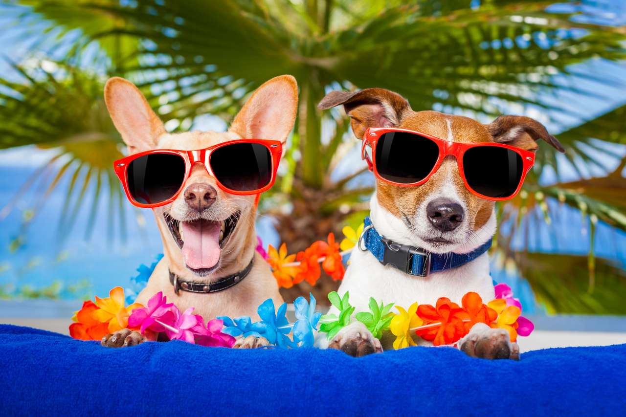Kilka psów na wakacje :) puzzle online