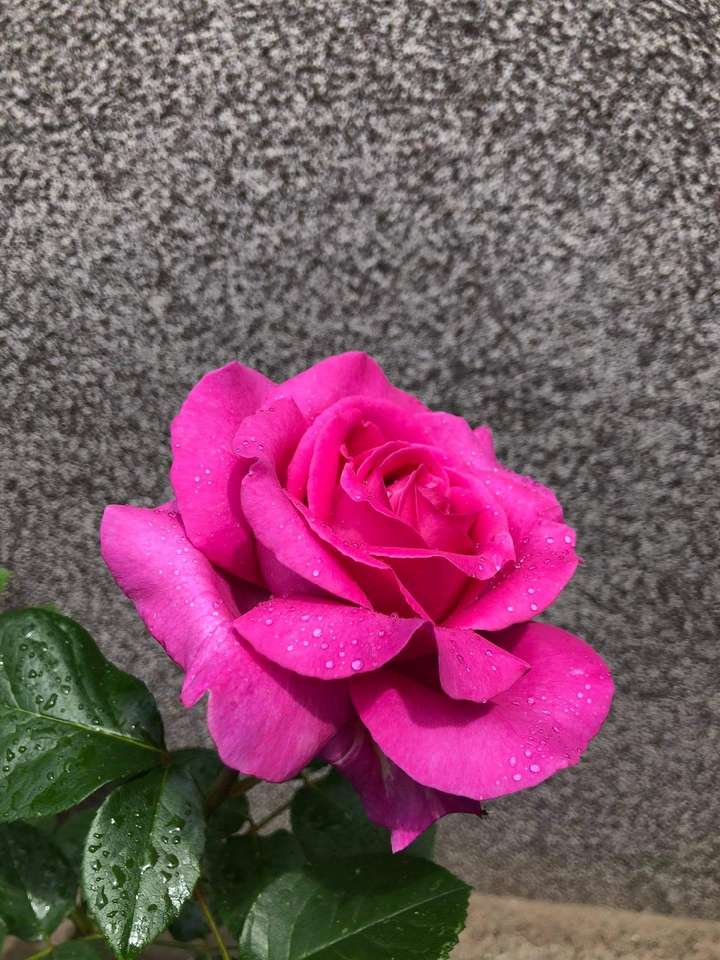 Różowa róża puzzle online