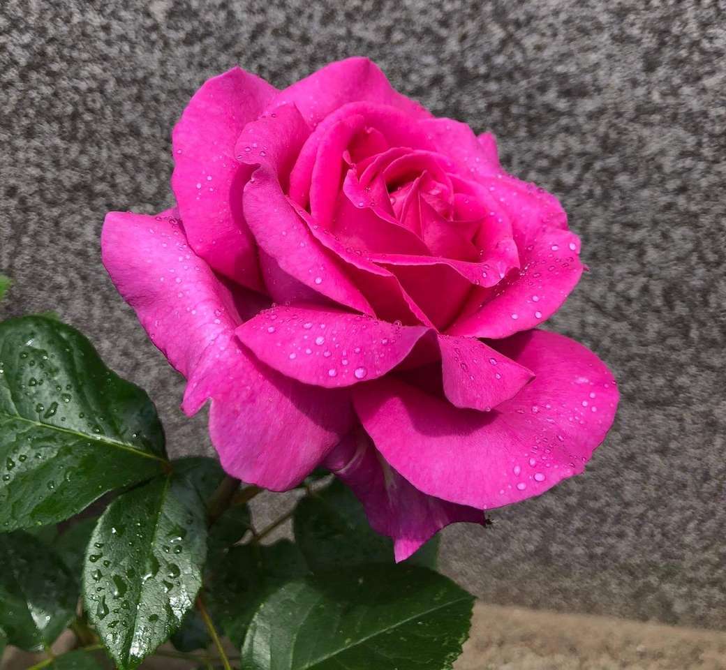 Róża różowa 2 puzzle online