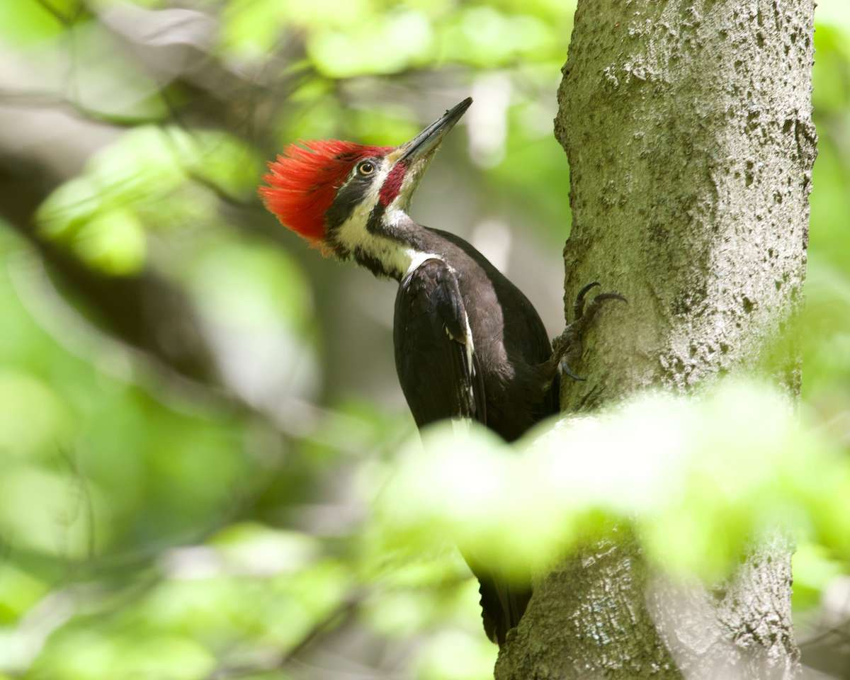 Pileated Woodpecker. puzzle