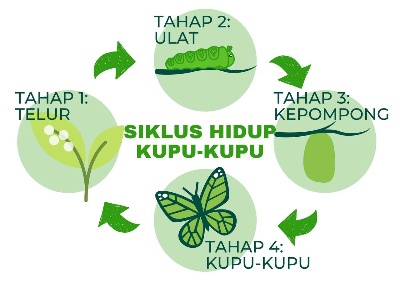 Siklus Hidup Kupu-Kupu puzzle online ze zdjęcia
