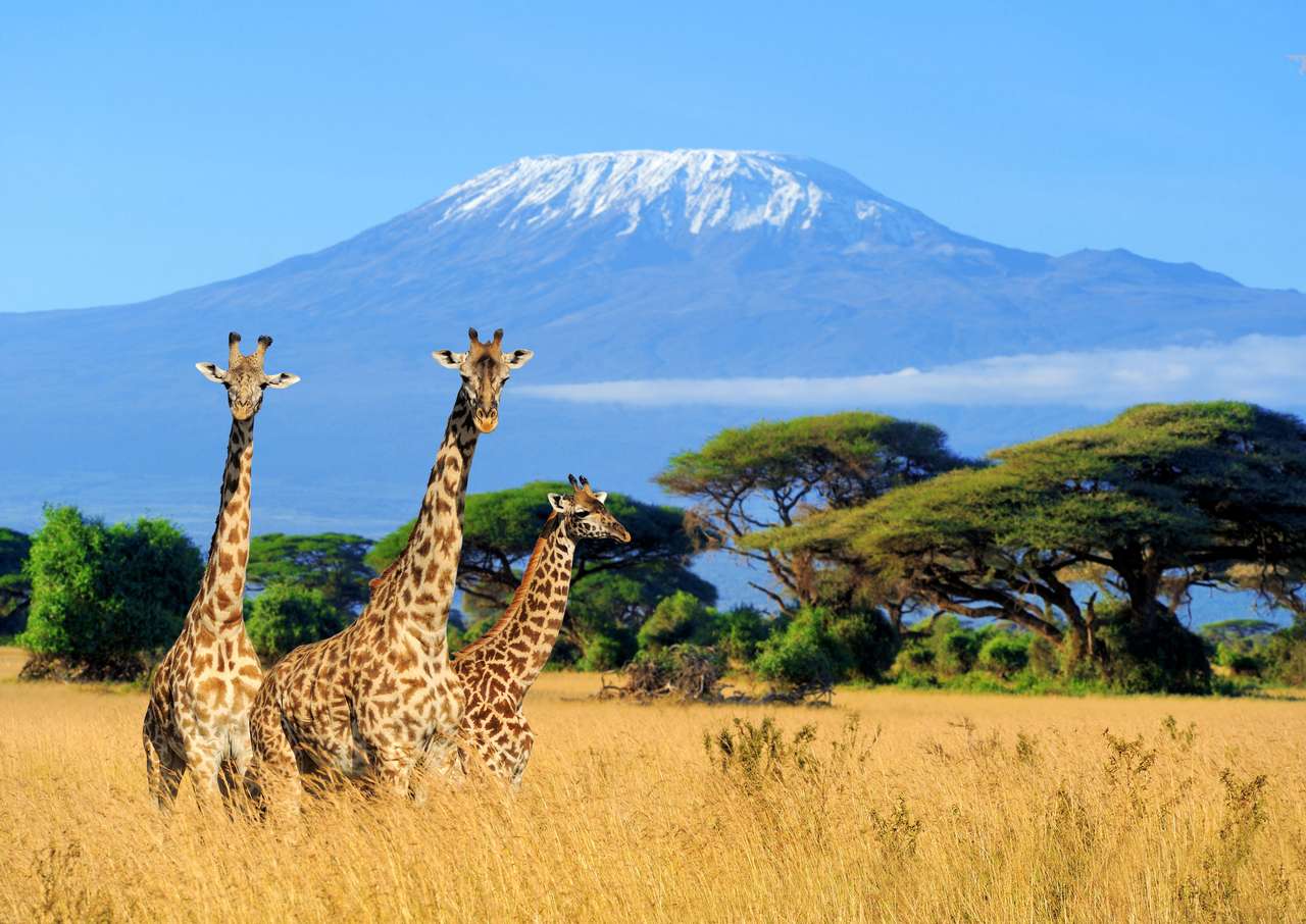 Kilimangirafki. puzzle online ze zdjęcia