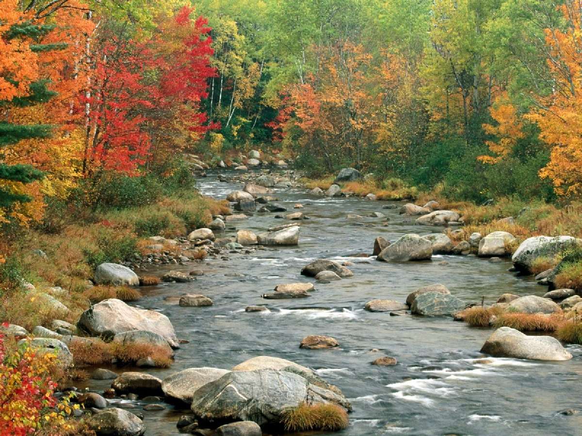 Rzeka w jesień lesie puzzle online
