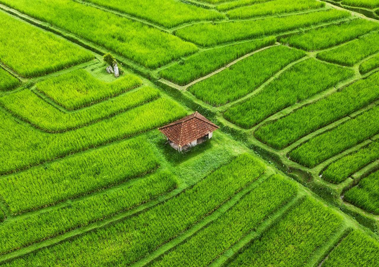 Tarasy ryżowe na Bali puzzle online ze zdjęcia