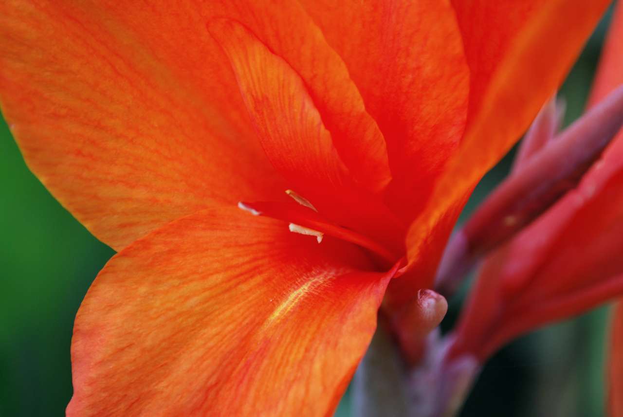 Pomarańczowy kwiat puzzle online ze zdjęcia