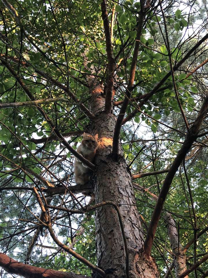 Kot na drzewie puzzle online ze zdjęcia