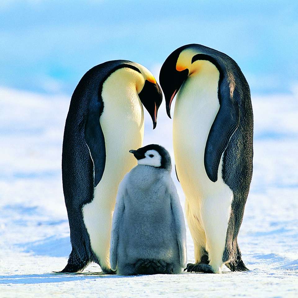 Pingwiny puzzle online ze zdjęcia