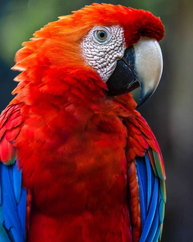 Piękna papuga. puzzle online ze zdjęcia