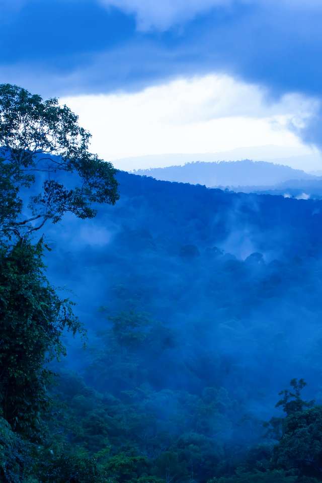 tropikalny las deszczowy w porannej mgle puzzle online ze zdjęcia