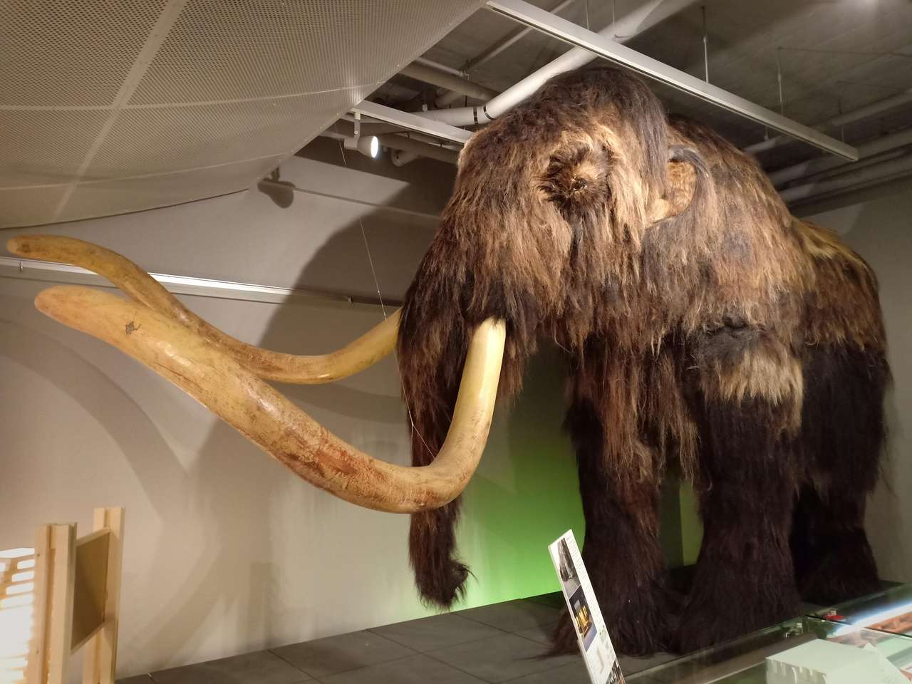 Replika Mammoth w Muzeum Uniwersytetu Hokkaido puzzle online ze zdjęcia