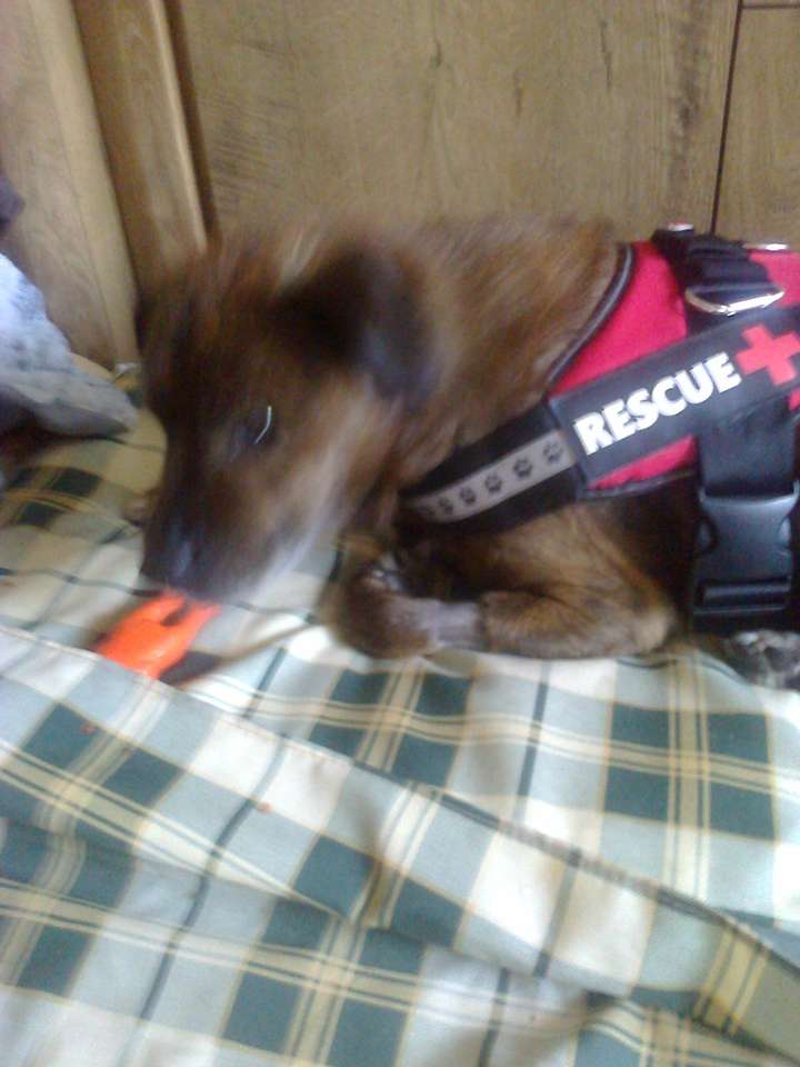 Maksiu jako rescue dog. puzzle online