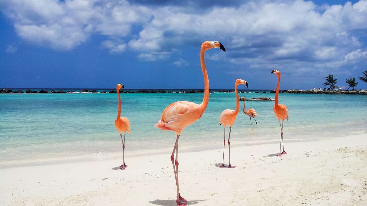 Ptaki Aruba puzzle online ze zdjęcia