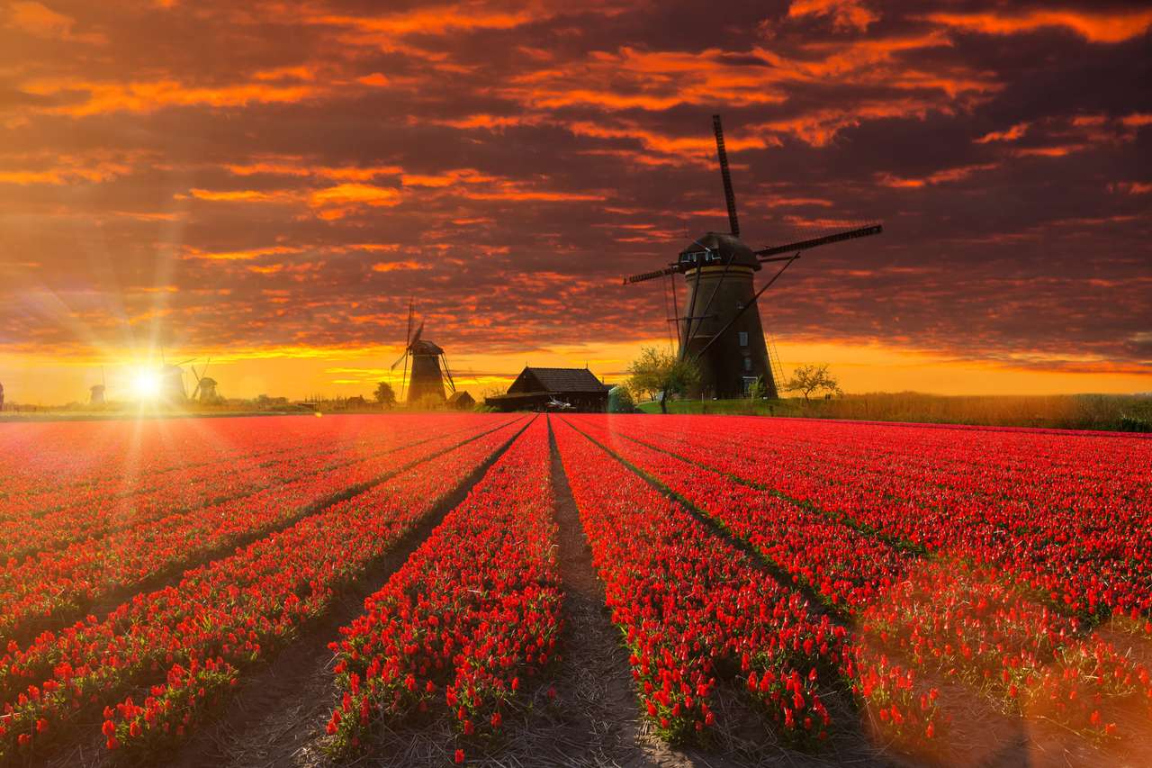 Wiatrak z pięknym polem tulipanowym podczas zachodu słońca w Holandii. puzzle online ze zdjęcia