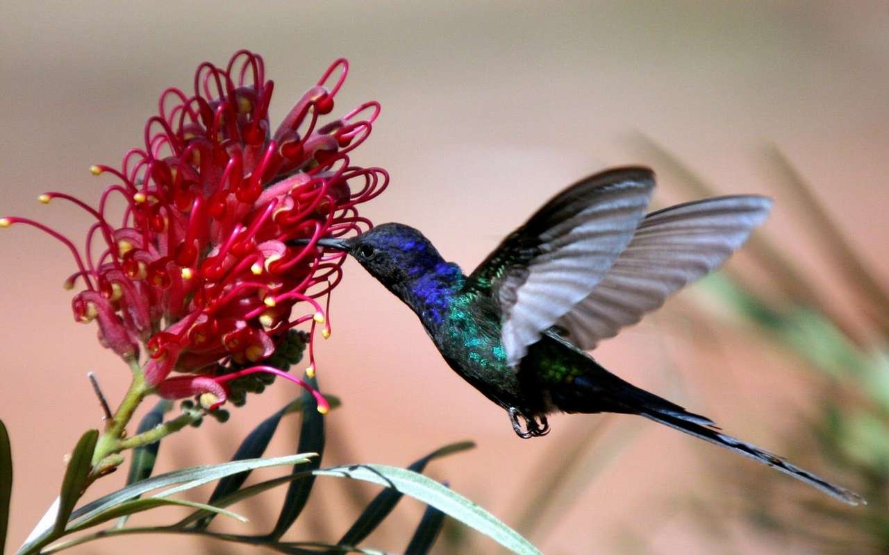 Ptak i kwiat puzzle online ze zdjęcia