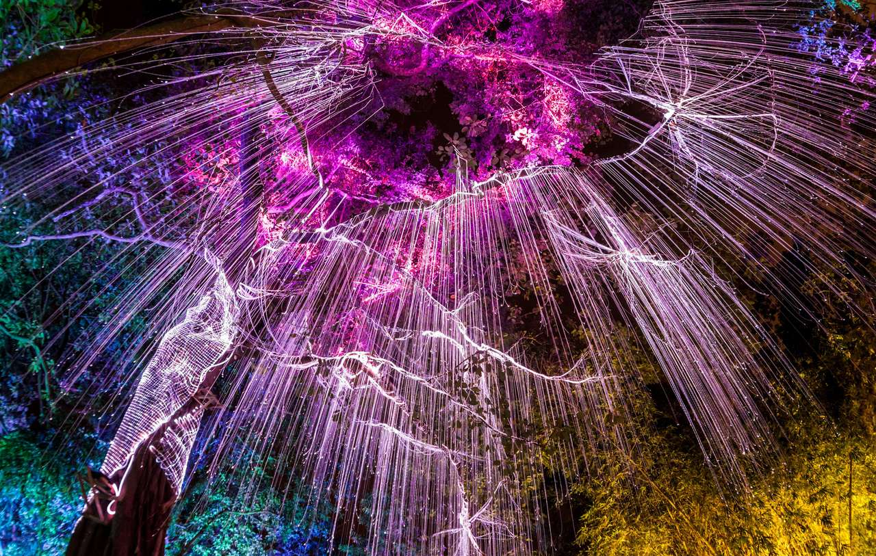 Światło fluorescencyjne pod ciemnym drzewem w George Town, Penang puzzle ze zdjęcia