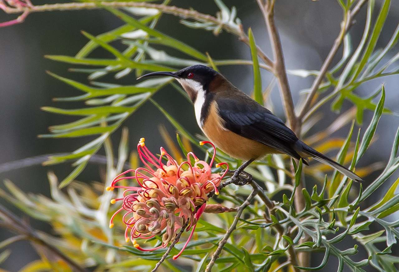 Eastern Spinebill. puzzle online