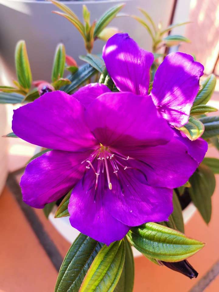 Kwiat w Gardena Harveston, puzzle online