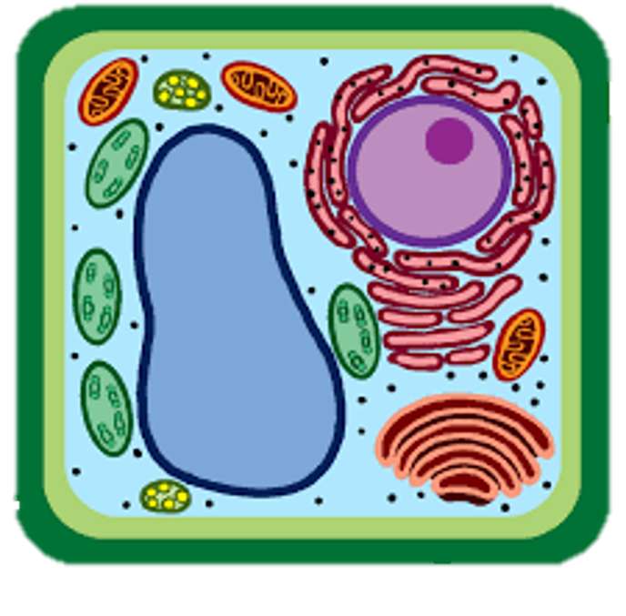 Komórka roślinna puzzle