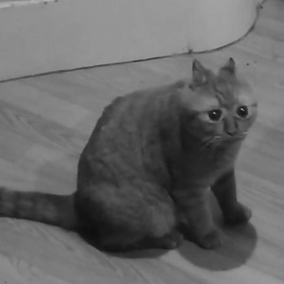 Śmieszny przygnębiony kot. puzzle online ze zdjęcia