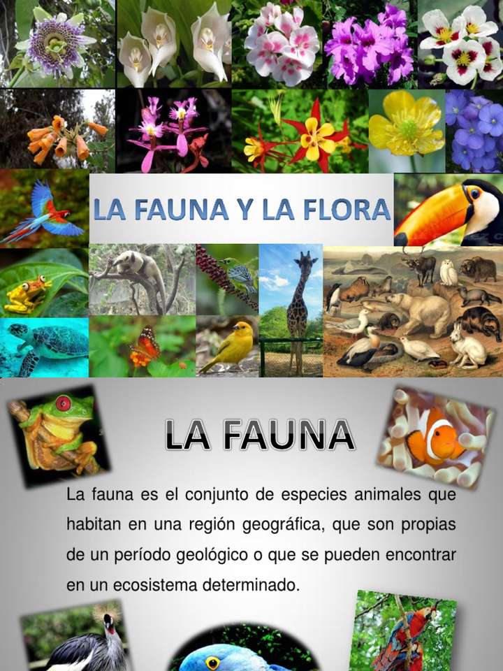 Fauna i flora puzzle online