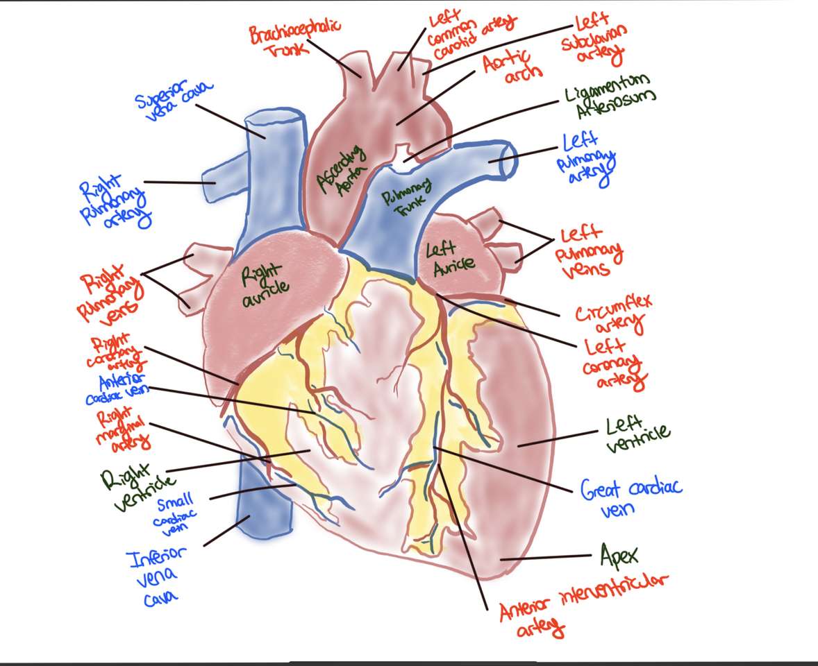 Anatomia przedniego widoku serca puzzle online ze zdjęcia