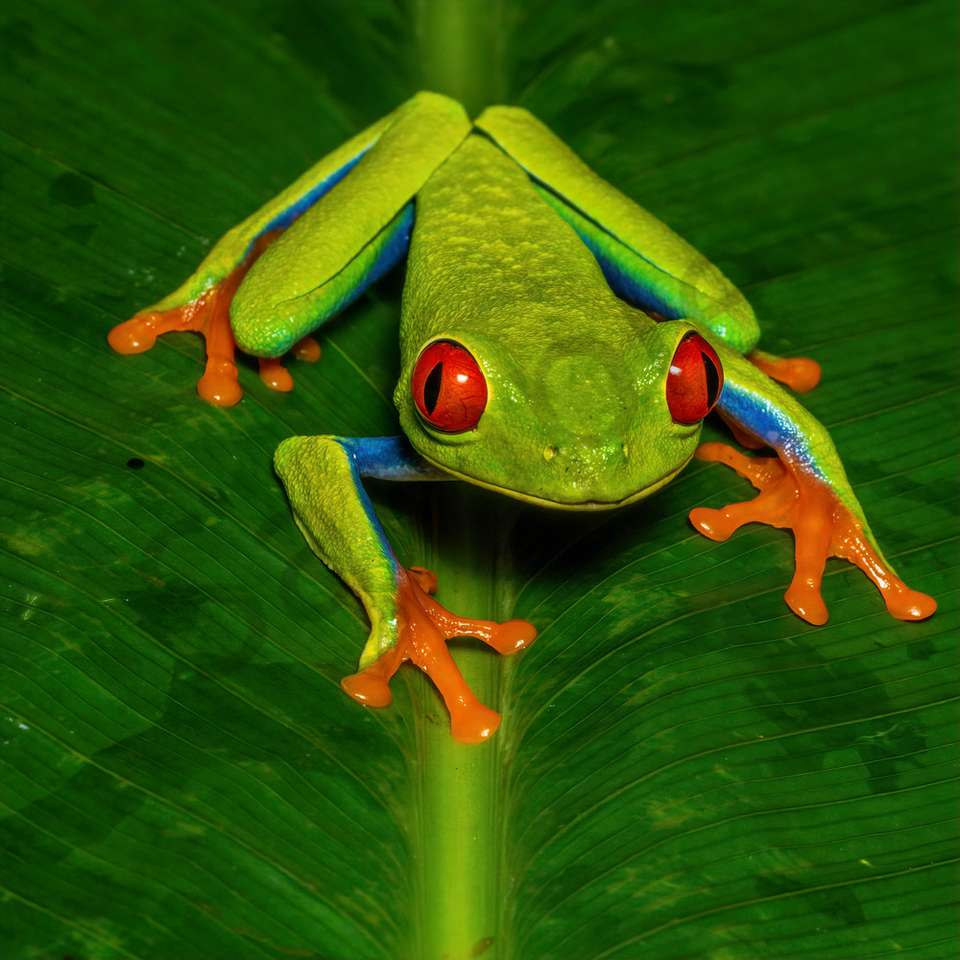 żaba nadrzewna puzzle online ze zdjęcia