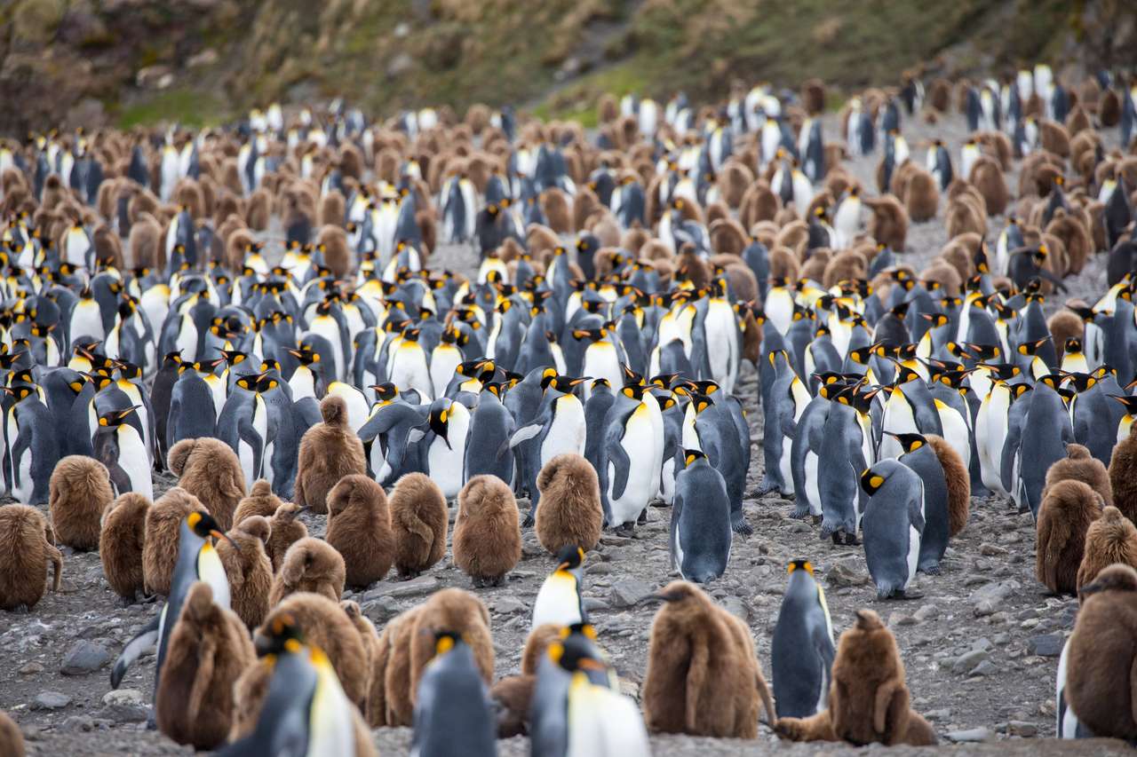 Pingwiny w Arktyce puzzle online ze zdjęcia