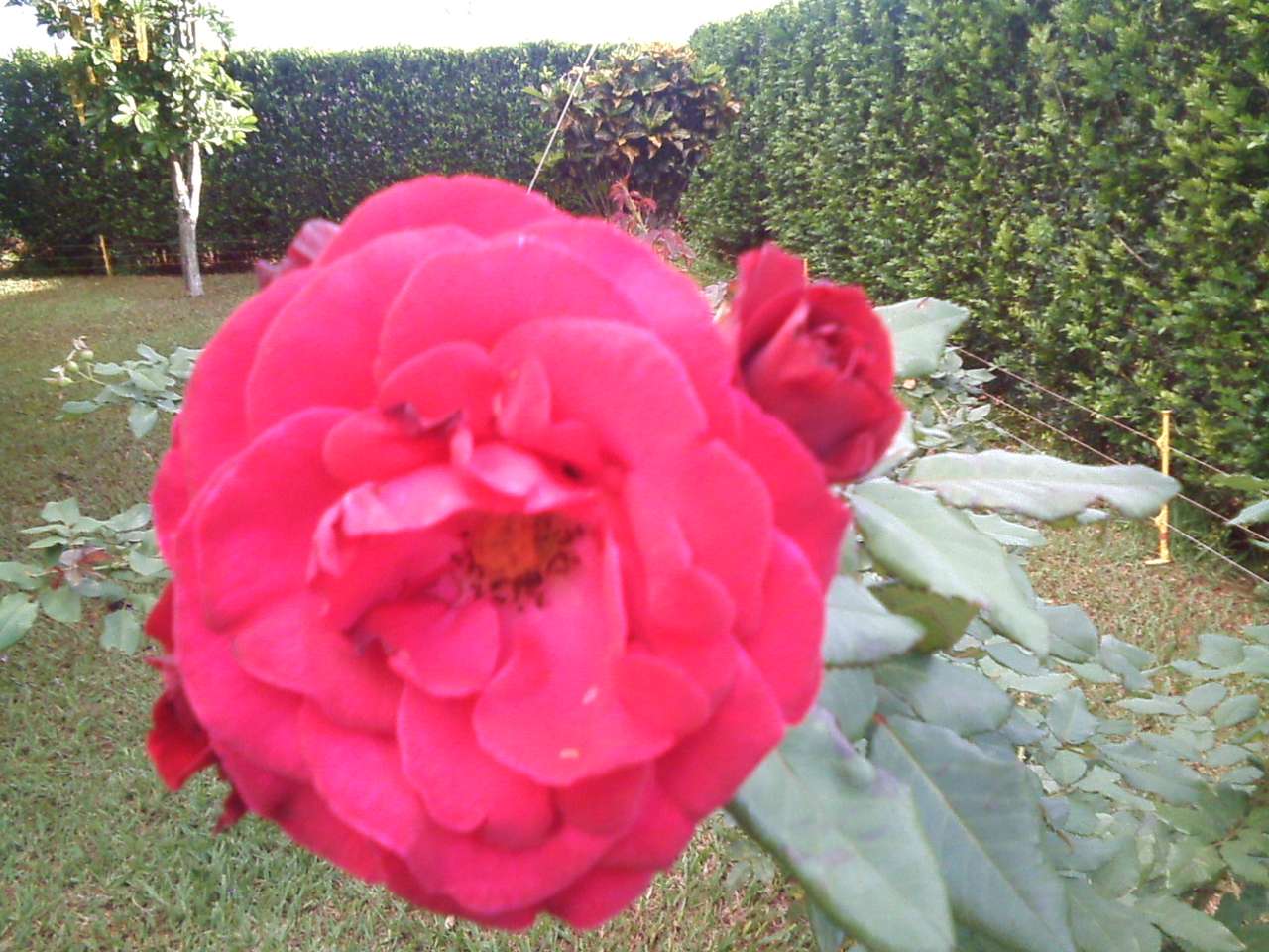 Piękny kwiat Franca puzzle online ze zdjęcia