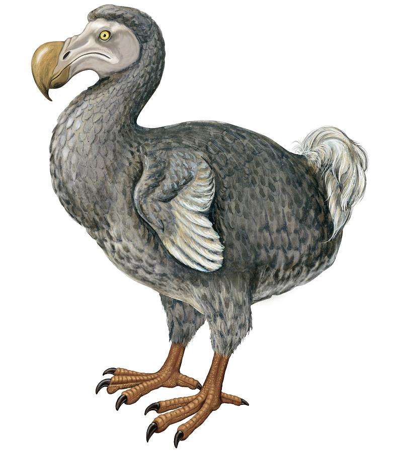ptak dodo puzzle online ze zdjęcia