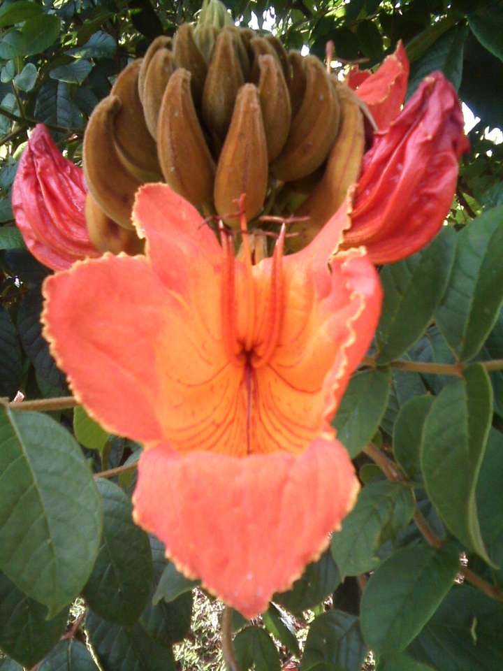 żywy pomarańczowy kwiat puzzle online ze zdjęcia
